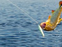 Paquete Fishing World