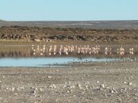 Laguna del Toro ~  Avistaje de flamencos