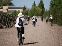 Mountain Bike por viñedos en Vistalba