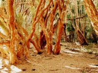 Isla Victoria y Bosque de Arrayanes