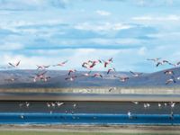 Laguna de los Pozuelos 