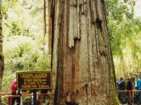 Safari Lacustre al Alerzal Milenario