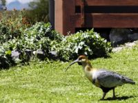 Hostería Sierra Nevada