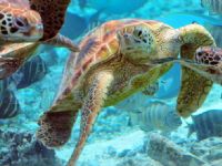 Le Meridien Bora Bora